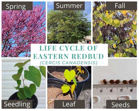 What Ails Texas Redbud Tree? Healing Tips