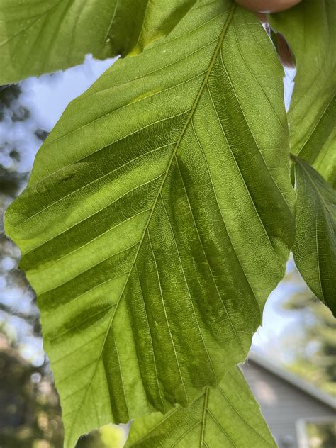 What Ails Weeping Beech? Diagnosis Guide