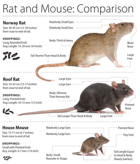 What Are Animals Similar To Rats? Identification Guide