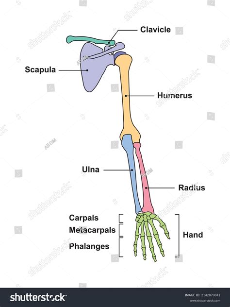 What Are Arm Bones? Anatomy Guide