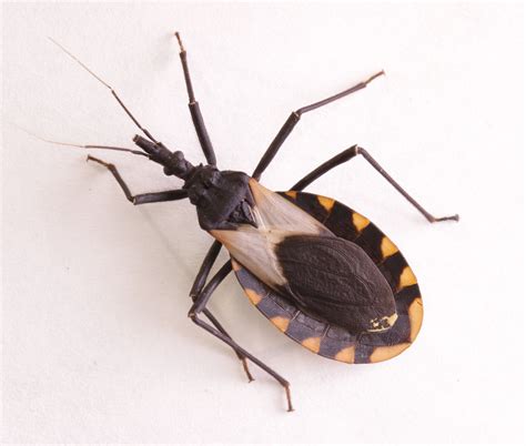 What Are Assassin Bugs Florida? Pest Control Tips