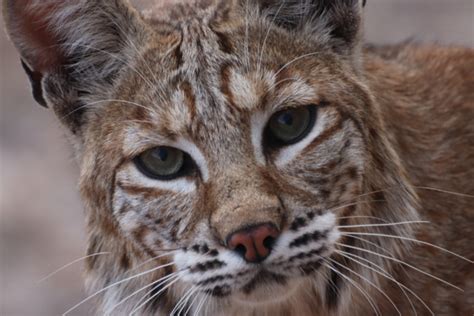 What Are Bobcats Dangerous To? Safety Tips