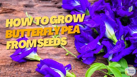 What Are Butterfly Pea Seeds? Easy Growing Tips