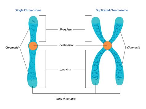 What Are Chromosomes? Simple Recall Methods