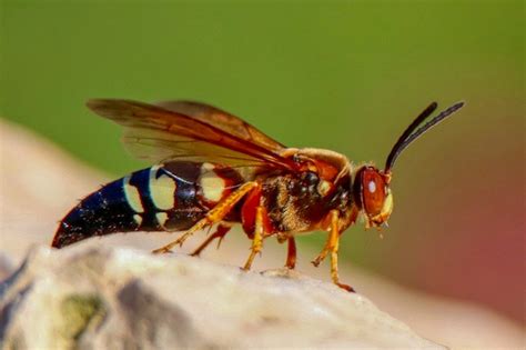 What Are Cicada Killer Wasps? Yale Peabody Insights