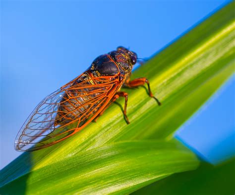 What Are Cicadas Masterguard Pest Control