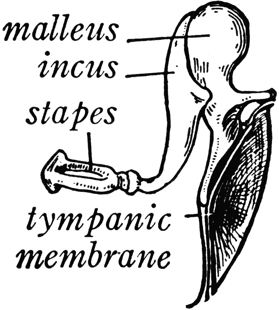 What Are Ear Bones? Hear Better Now