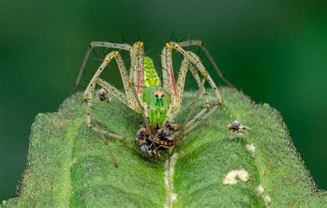 What Are Green Lynx Spiders? Identifying Them