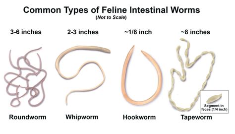 What Are Hookworms 3 Things To Know About The Intestinal Parasite