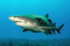 What Are Lemon Sharks? Safety Guide