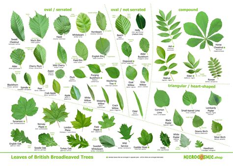 What Are Male And Female Trees? Identification Guide