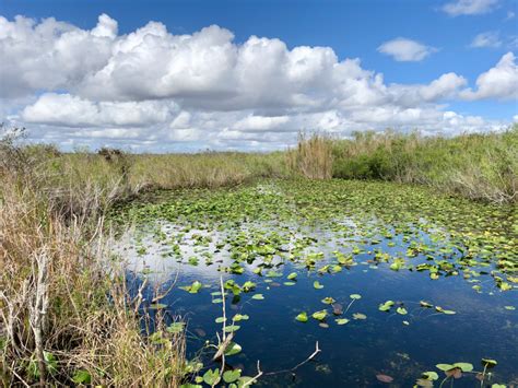 What Are Swamps In Everglades? Expert Guide