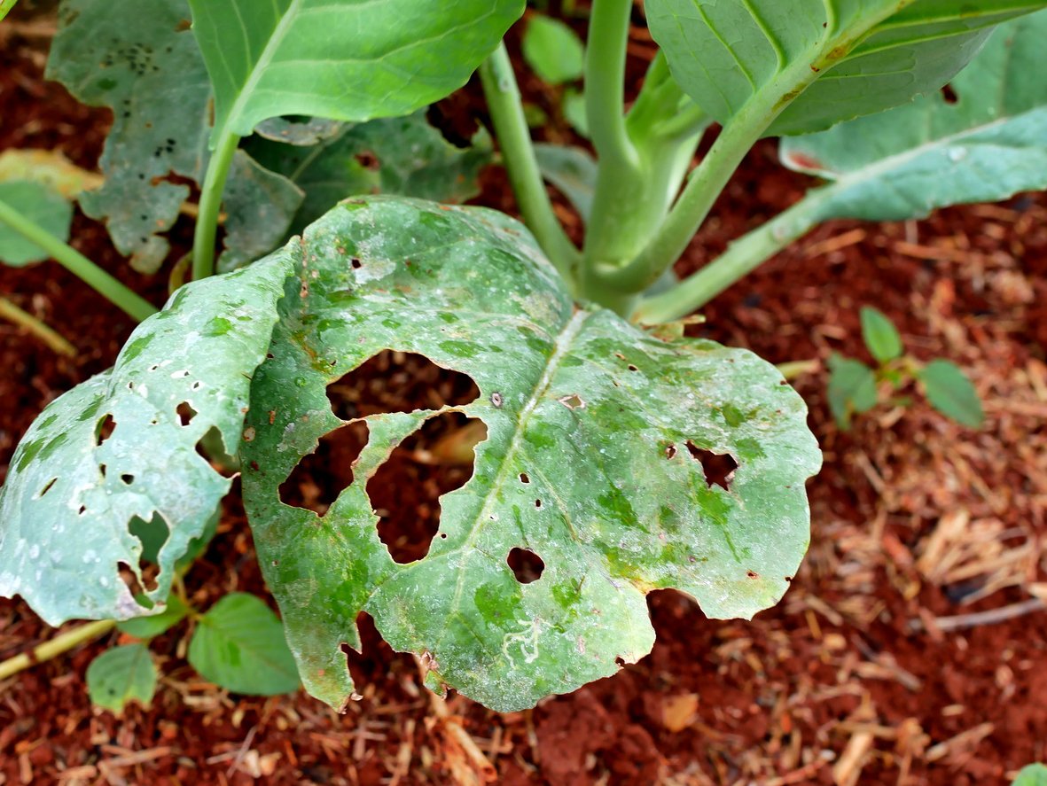 What Are These White Tiny Bugs On Plants In My Garden Food Gardening