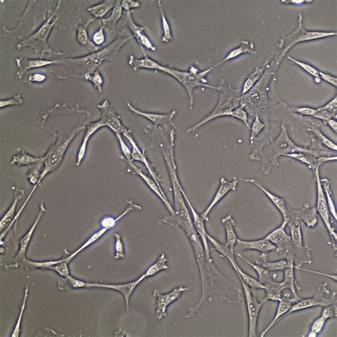 What Are U2os Cells Vs K562? Comparison Guide