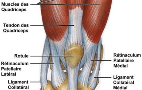 What Causes A Quadriceps Tendon Rupture S Quadriceps Tendon Tear