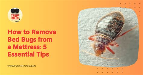 What Causes Bed Bugs Toronto? Expert Removal Tips