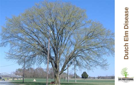 What Causes Dutch Elm Disease? Prevention Tips