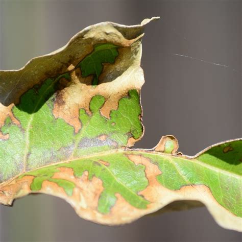 What Causes Turkey Feet Leaves? Fixing Plant Issues