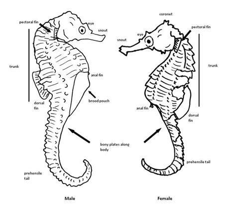 What Colors Do Seahorses Have? Identification Guide