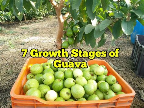 What Countries Grow Guava? Best Regions Revealed