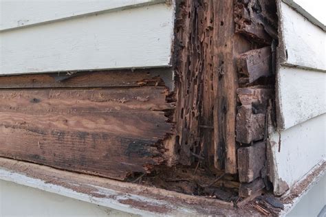 What Damages Wood? Fixing Rot