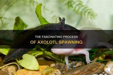 What Do Axolotls Spawn In? Breeding Guide