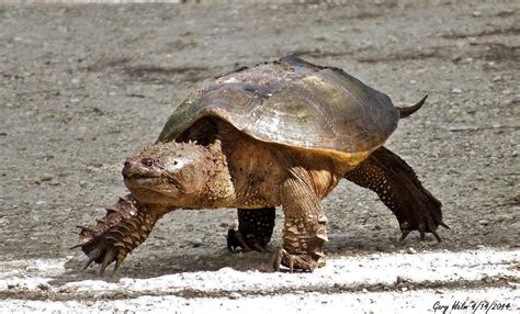 What Do Baby Florida Snapping Turtles Eat Get More Anythink S