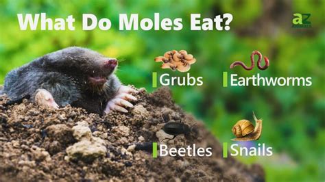 What Do Baby Moles Eat Their Diet