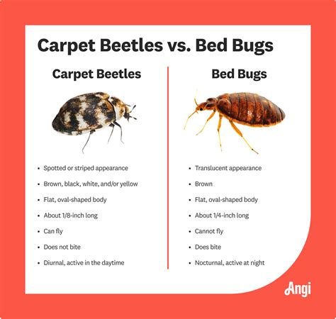 What Do Carpet Bug Bites Look Like Two Birds Home