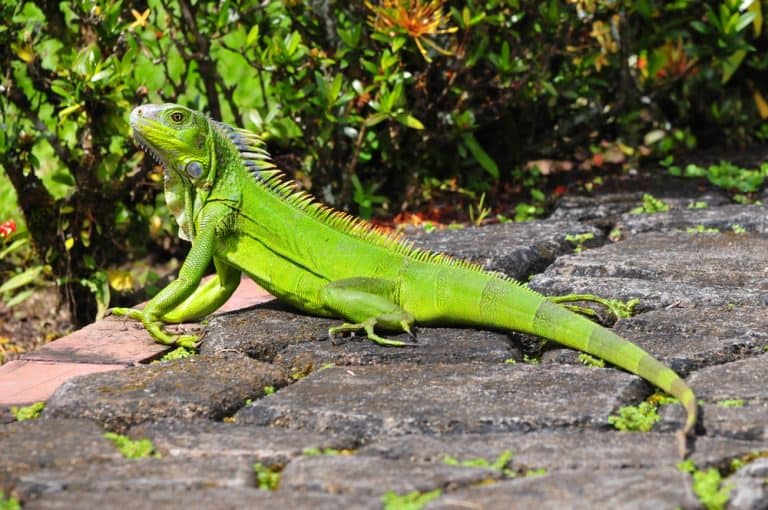 What Do Iguanas Eat? Nutrition Guide