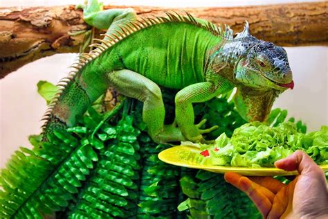 What Do Iguanas Eat