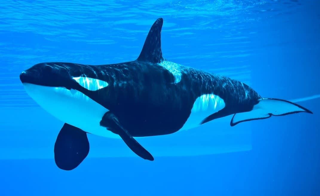 What Do Killer Whales Orcas Eat 16 Animals They Hunt A Z Animals