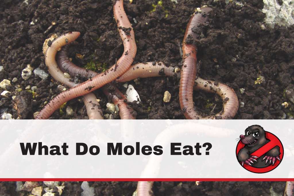 What Do Moles Eat They Have A Super Weird Diet 2024 Today S