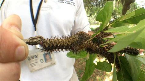 What Does A Buck Moth Caterpillar Sting Feel Like Archive Nola Com