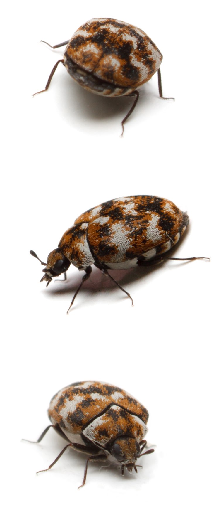 What Does An Infestation Of Carpet Beetles Look Like Www