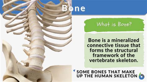 What Does Bone Means Meanings And Definitions With Example In