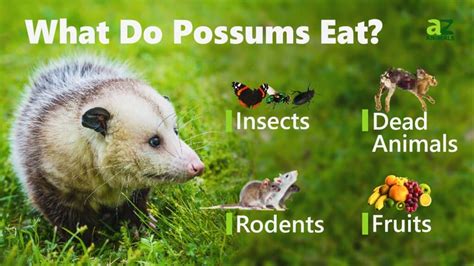 What Eat Ticks? Possums To Rescue