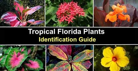 What Flowers Bloom On Florida Trees? Easy Care Guide