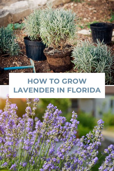 What Grows Lavender In Florida? Tips Inside