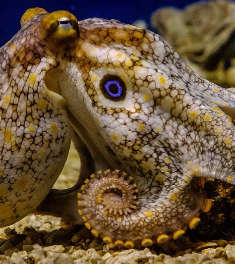 What If Humans Had Octopus Tentacles? Adaptive Benefits