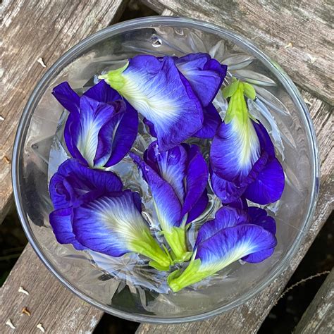 What Is A Butterfly Pea Flower At Lindsay Maher Blog