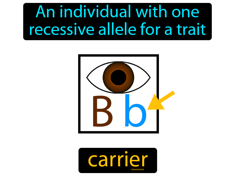 What Is A Carrier Definition Carrier Types Roles Responsibilities