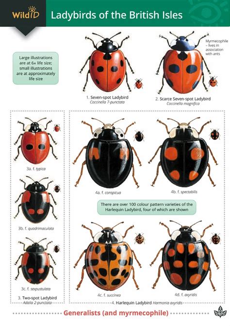 What Is A Ladybird Pic? Id Guide