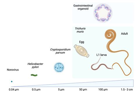 What Is A Nematode? Cell Comparison Guide