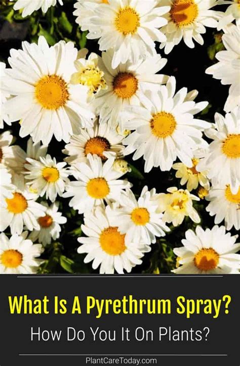 What Is A Pyrethrum Spray And How To Use It On Plants