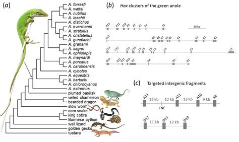 What Is Anole Phylogeny Dna? Decoded