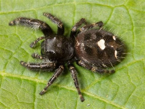 What Is Black Spider With White Dot? Identify It