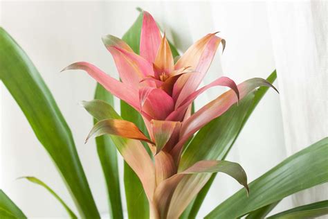 What Is Bromeliad Light? Perfect Growing Conditions