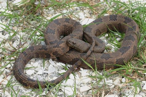 What Is Brown Water Snake? Safe Handling Tips