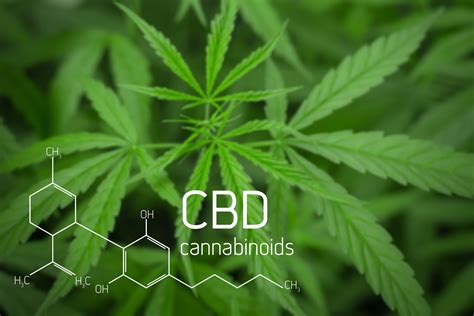 What Is Canabinoid Cbd Questions Answered